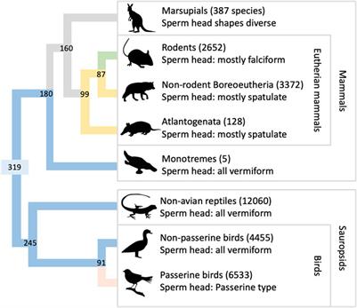 Karyotype depends on sperm head morphology in some amniote groups